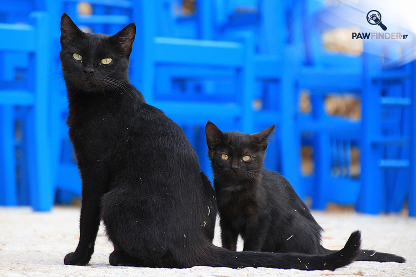 Μαύρες γάτες, αυτές οι παρεξηγημένες…