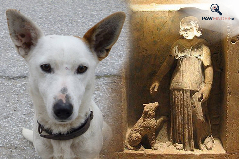 Αλωπεκίς: Το αρχαιότερο είδος σκύλου που επιζεί στην Ευρώπη απειλείται με εξαφάνιση