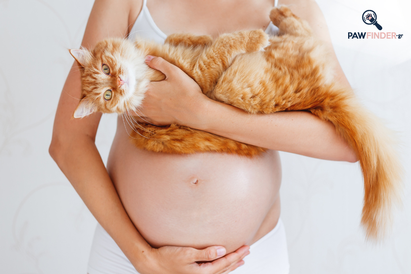 Εγκυμοσύνη, τοξόπλασμα και γάτες