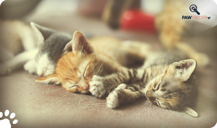 Γάτες: Μια απέραντη χρωματική παλέτα!